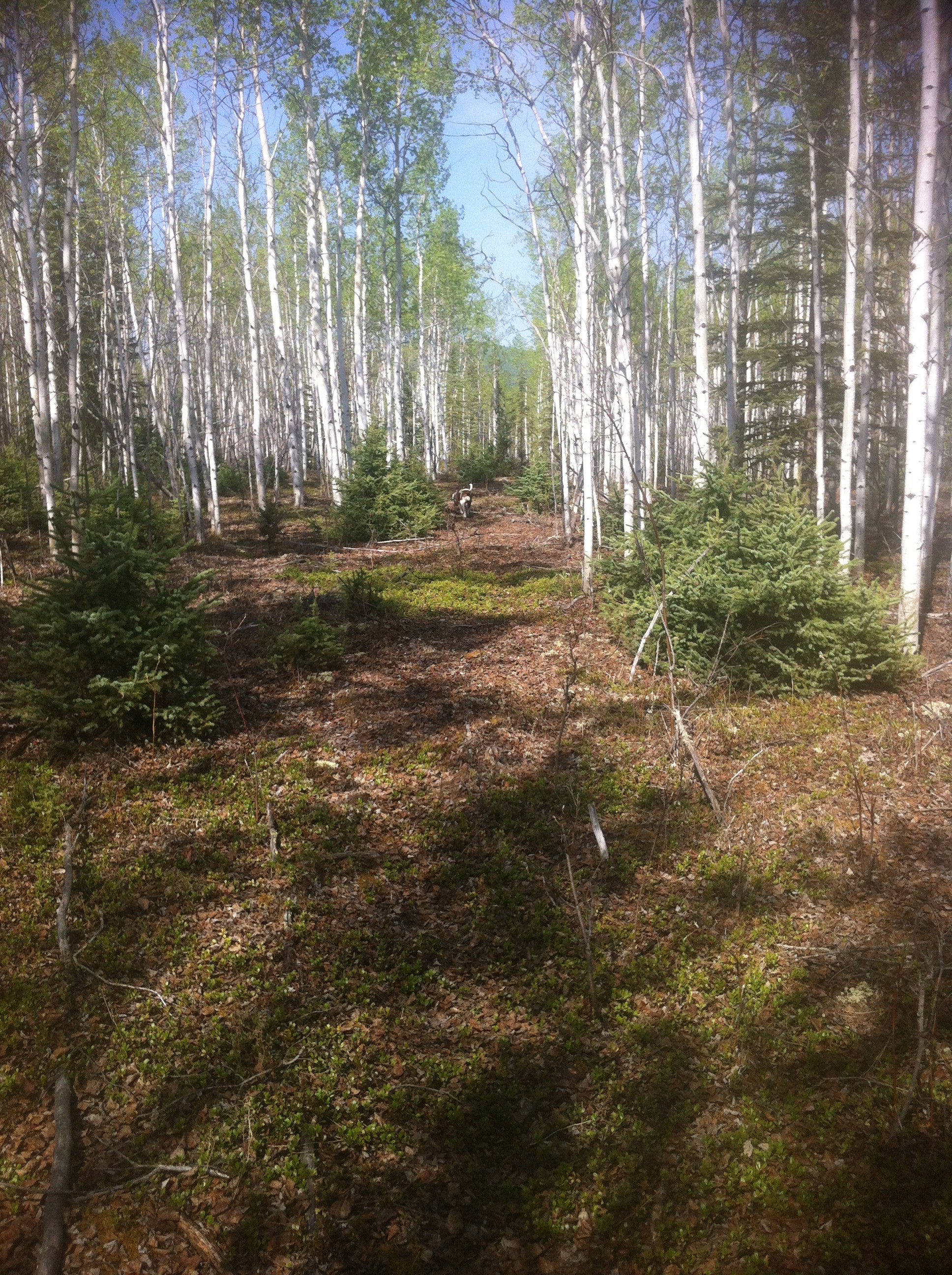 Yukon Gold Mining Claims For Sale Yukon Gold Claims For Sale - Yukon Gold Claims For Sale By Real Yukon
